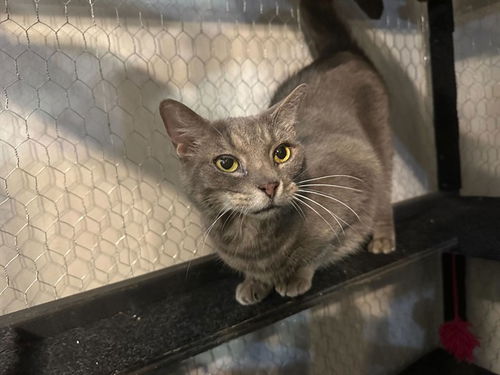picture of the cat needing adoption