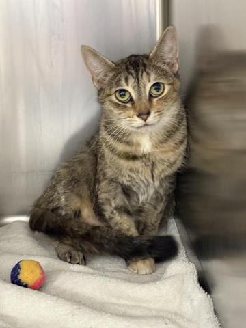 picture of the cat needing adoption