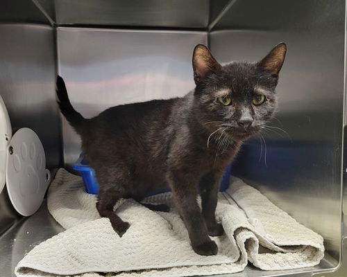 picture of the cat needing adoption
