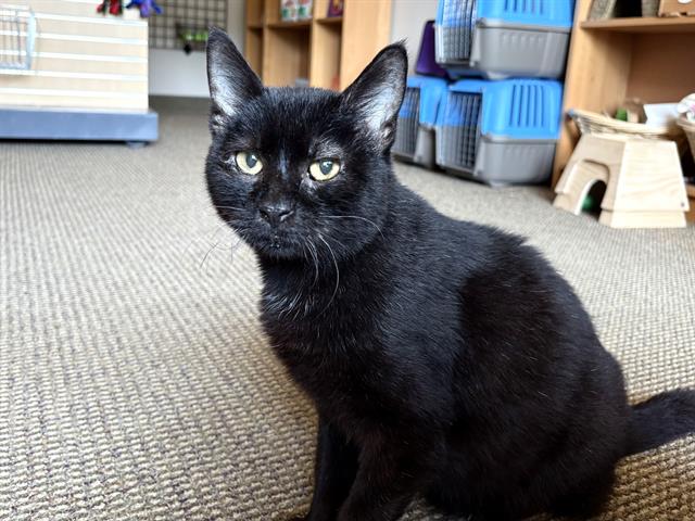 adoptable Cat in McCullers, NC named JUDE