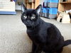 adoptable Cat in mccullers, NC named JUDE