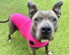adoptable Dog in mccullers, NC named LOLA