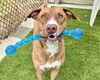 adoptable Dog in mccullers, NC named HOSS