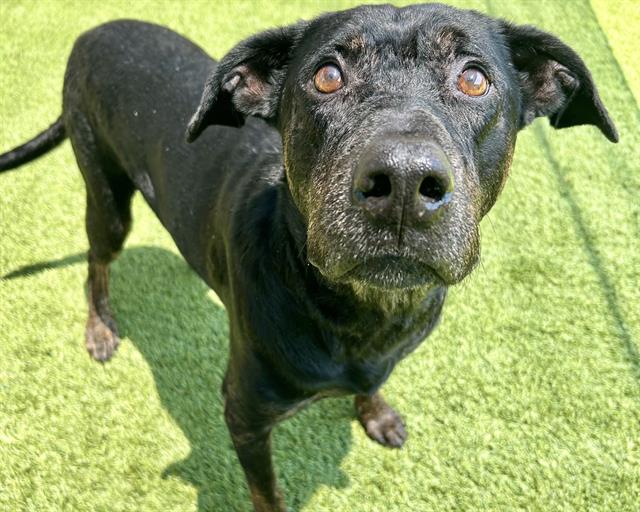 adoptable Dog in McCullers, NC named SALMON