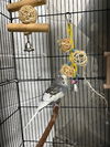 adoptable Bird in mccullers, NC named SPRINKLES