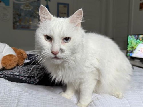picture of the cat needing adoption