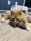 adoptable Cat in mccullers, NC named KARL