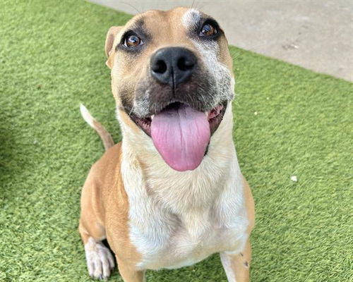 picture of the dog needing adoption
