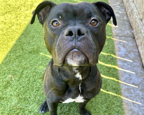 picture of the dog needing adoption
