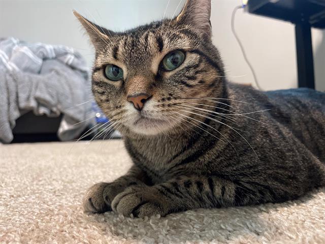 adoptable Cat in McCullers, NC named PETAL