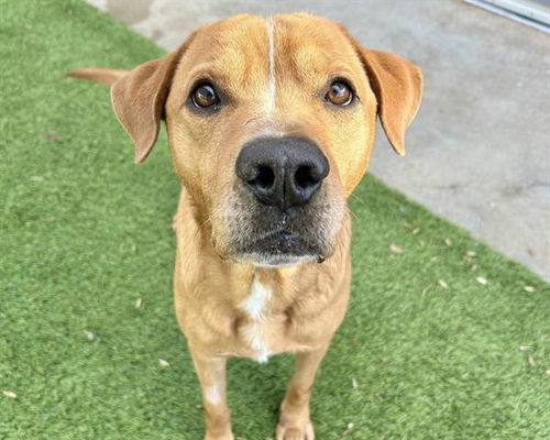 picture of the dog needing adoption