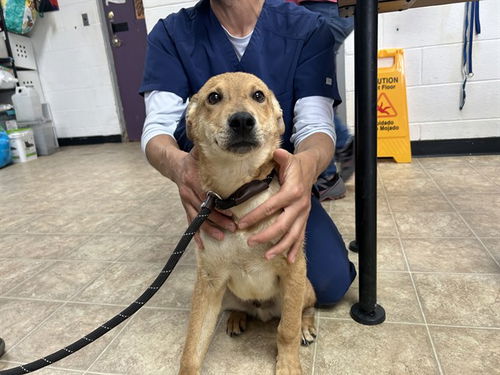 picture of the dog needing adoption