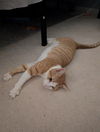 adoptable Cat in mccullers, NC named LANA