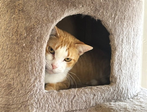 picture of the cat needing adoption