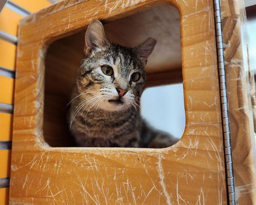 picture of the cat needing adoption