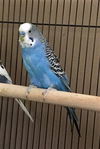 adoptable Bird in mccullers, NC named ICE CREAM