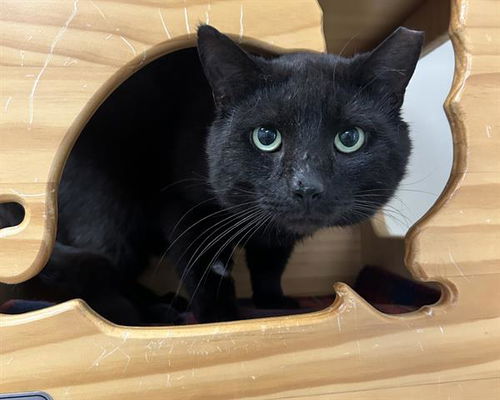 picture of the cat needing adoption