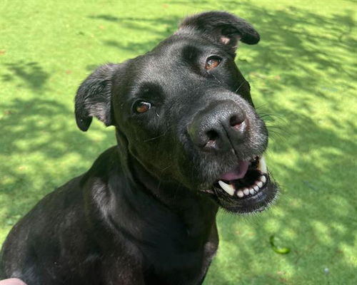picture of the dog needing adoption