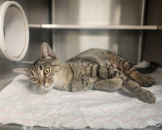 adoptable Cat in McCullers, NC named BRENDA