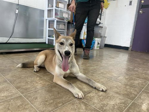 picture of the dog needing adoption
