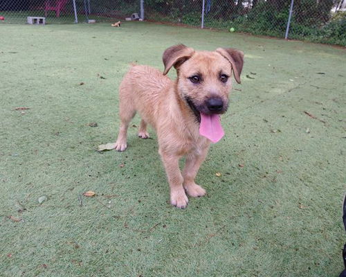 picture of the dog needing adoption