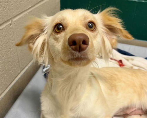 picture of the dog needing adoption