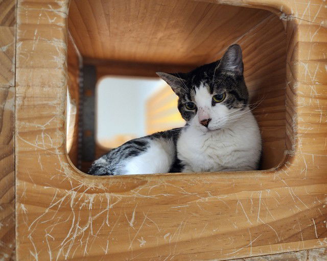 adoptable Cat in McCullers, NC named OWL