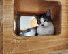 adoptable Cat in mccullers, NC named OWL