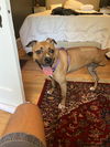 adoptable Dog in mccullers, NC named COCOMELON