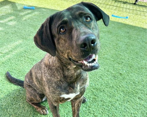 picture of the dog needing adoption