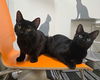 adoptable Cat in mccullers, NC named JANINE