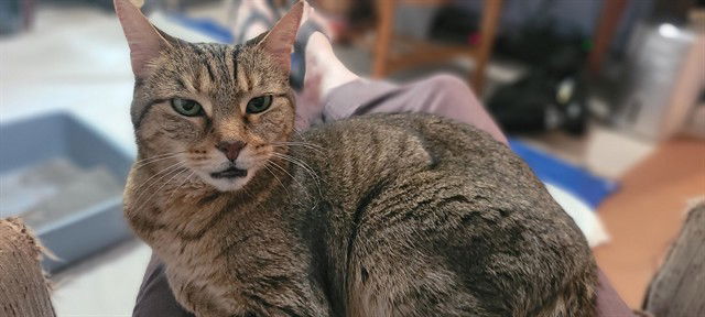 adoptable Cat in McCullers, NC named SCARLETT