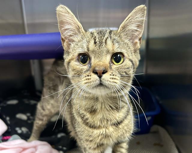 adoptable Cat in McCullers, NC named STEVIE