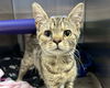 adoptable Cat in mccullers, NC named STEVIE