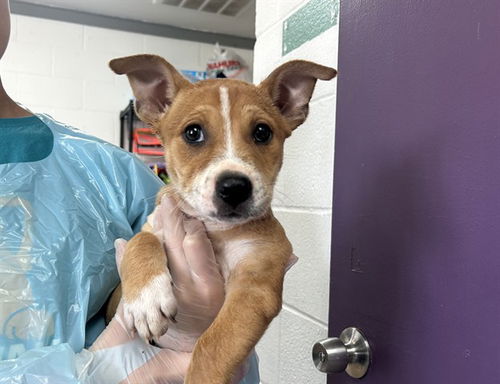 picture of the dog needing adoption