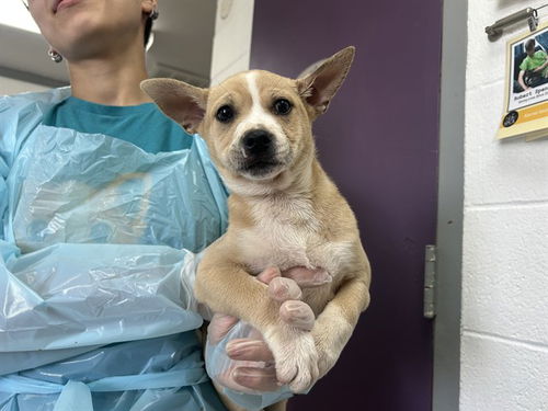 picture of the dog needing adoption