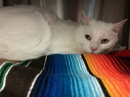 picture of the cat needing adoption
