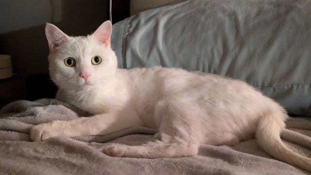 adoptable Cat in McCullers, NC named STEVIE NICKS