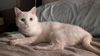 adoptable Cat in mccullers, NC named STEVIE NICKS