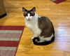 adoptable Cat in mccullers, NC named GARNET