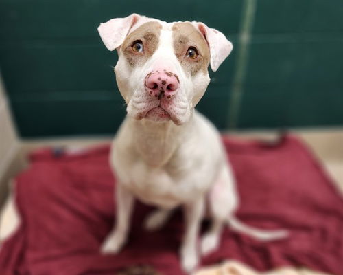 picture of the dog needing adoption
