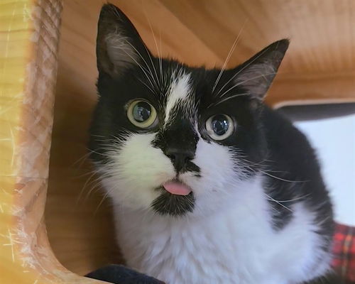 picture of the cat needing adoption