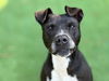 adoptable Dog in mccullers, NC named JAVA