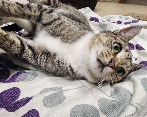 picture of the cat needing adoption