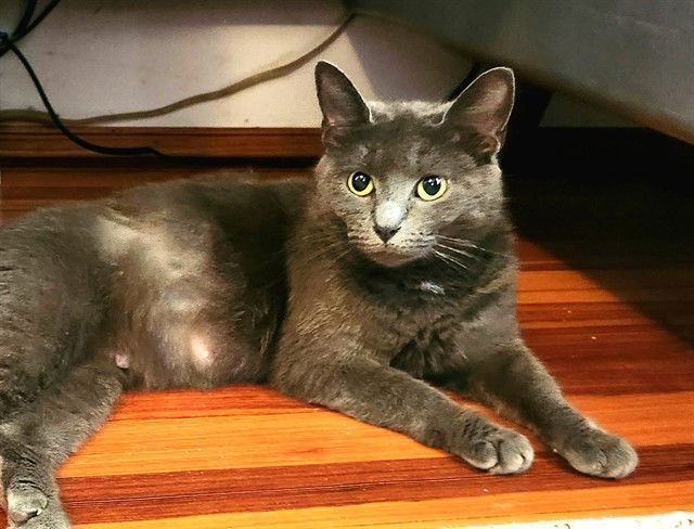 adoptable Cat in McCullers, NC named CRAYOLA