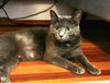adoptable Cat in mccullers, NC named CRAYOLA