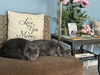 adoptable Cat in mccullers, NC named GRACE