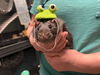 adoptable Rat in  named BARTHOLOMEW