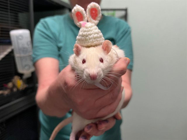 adoptable Rat in McCullers, NC named ETHAN
