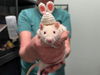 adoptable Rat in mccullers, NC named ETHAN